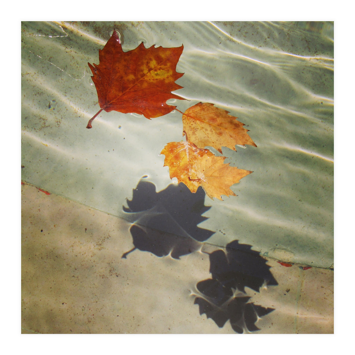 Floating leaves (Print Only)