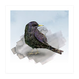 A watercolor drawing of a starling (Print Only) thumbnail