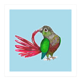 Preening green-cheeked conure (Print Only) thumbnail