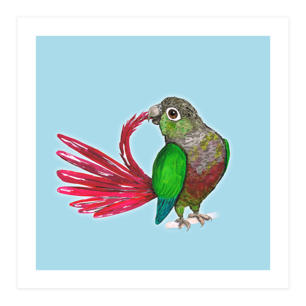 Preening green-cheeked conure (Print Only)