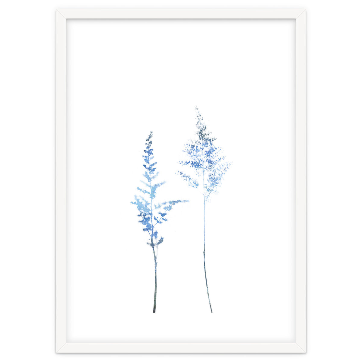 Blue Astilbe
