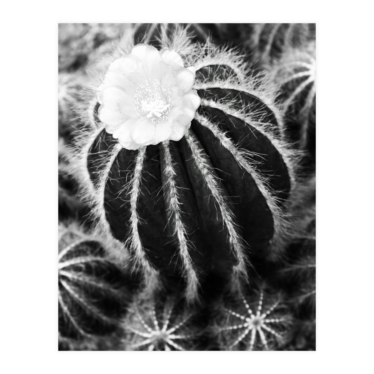 Cactus (Print Only)