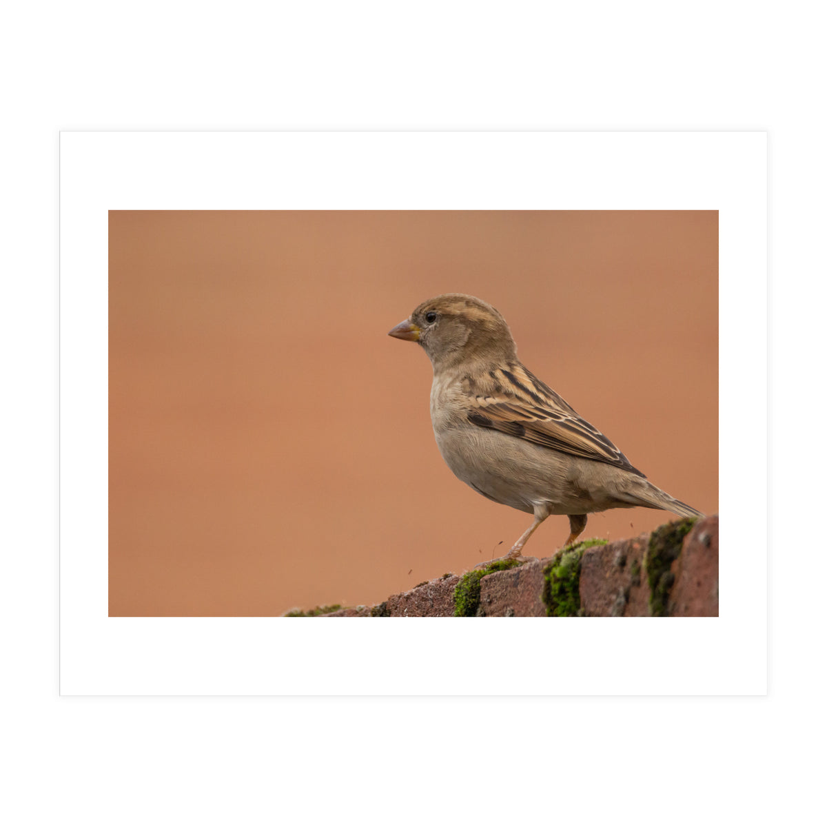 House Sparrow (Print Only)