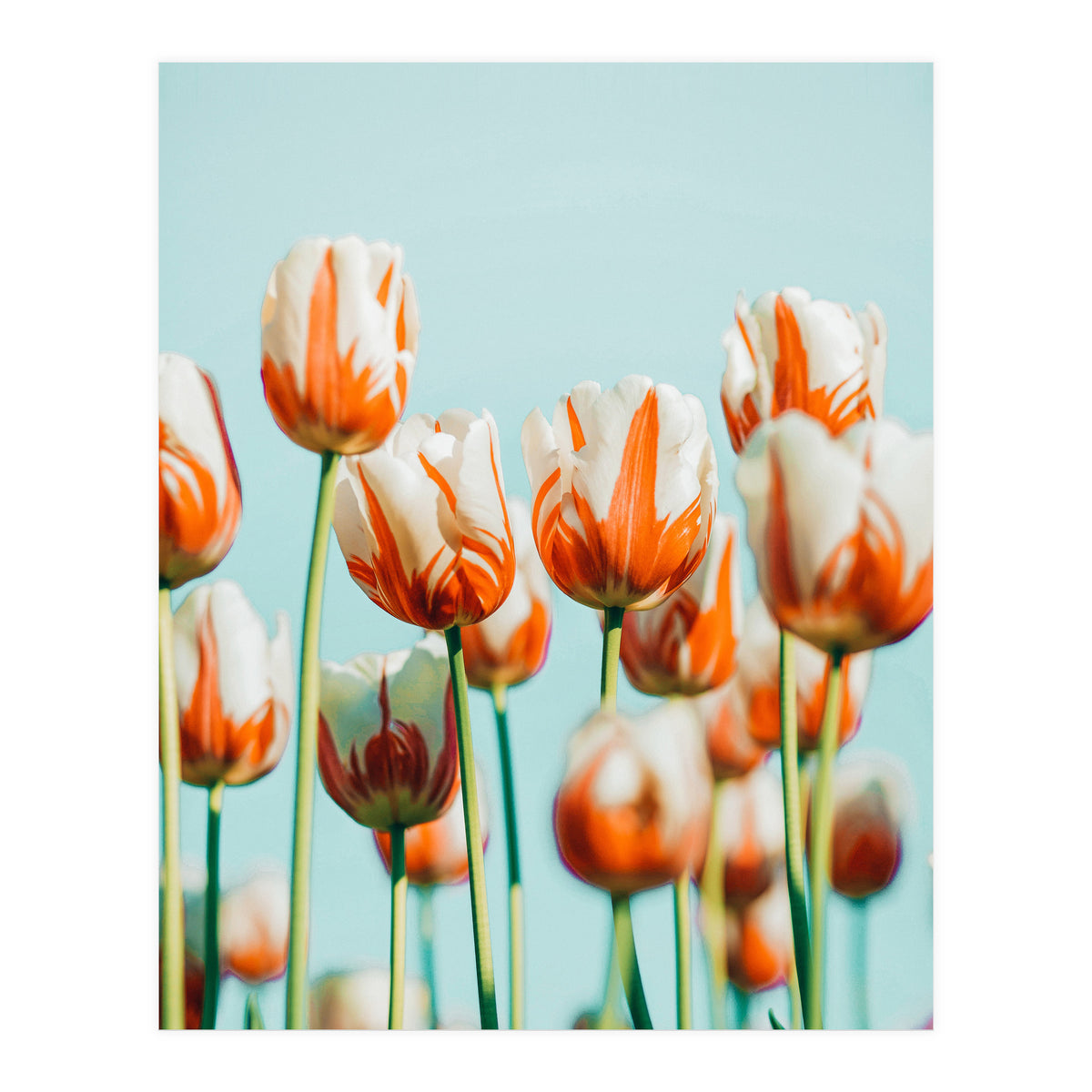 Estelle (Print Only)