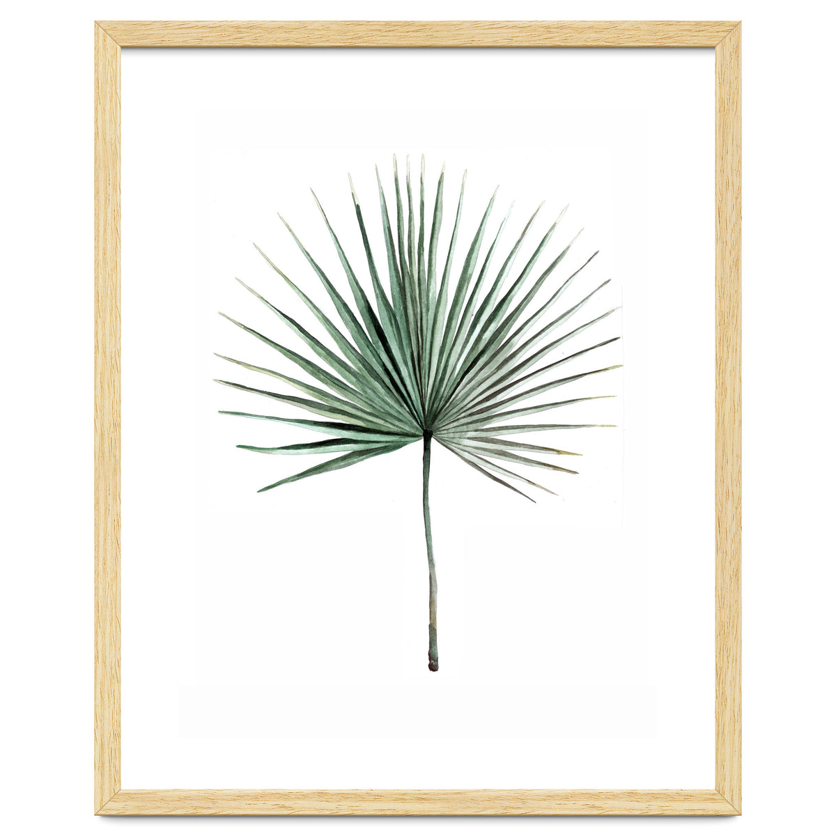 Botanical Illustration Fanpalm