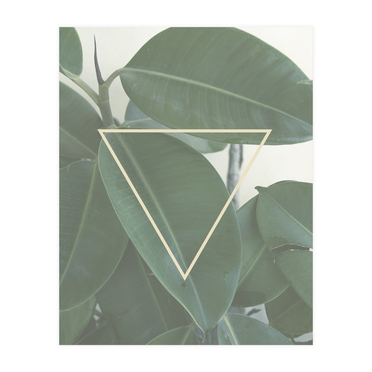 ficus triangle (Print Only)