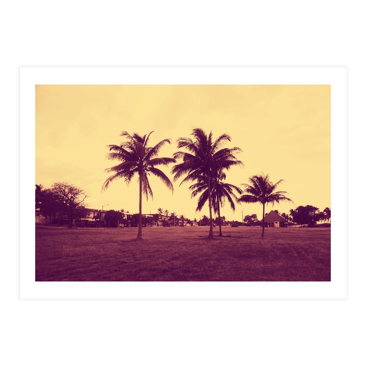 Palm Trees (Print Only)