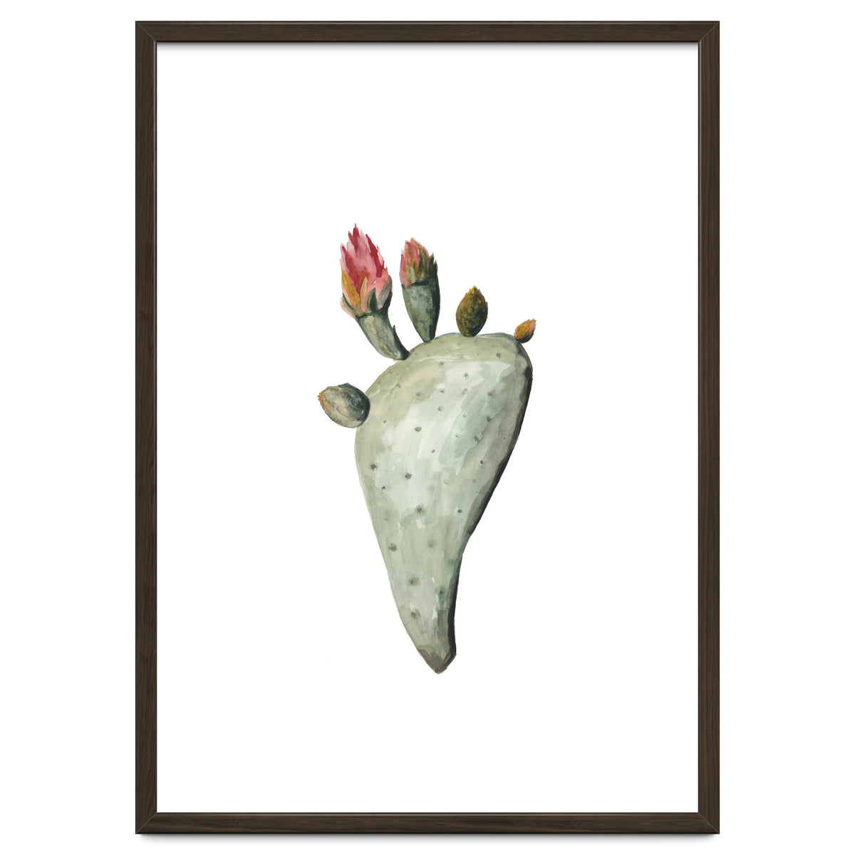 Botanical Illustration Cactus Flowers