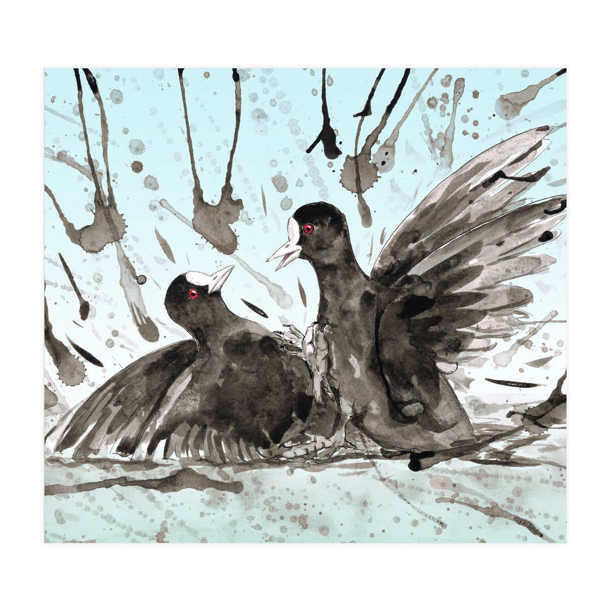 Fighting coots (Print Only)