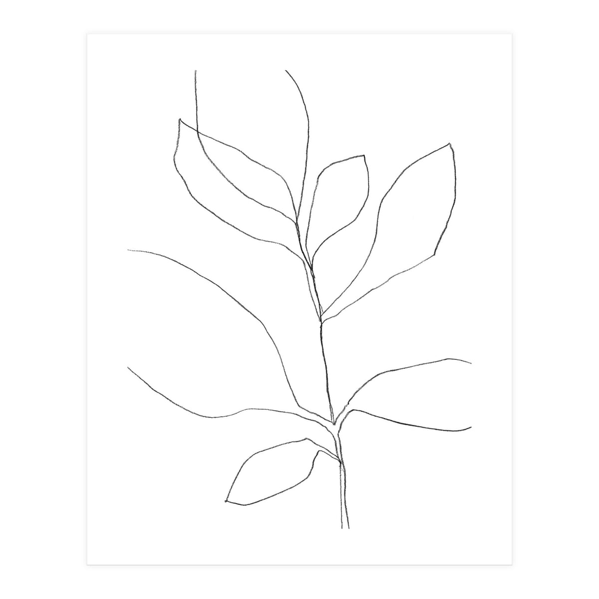 Seven Leaf Plant (Print Only)