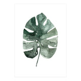 Botanical Illustration Monstera Leaf (Print Only) thumbnail