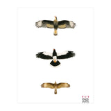 Falconidae n.2 (Print Only) thumbnail