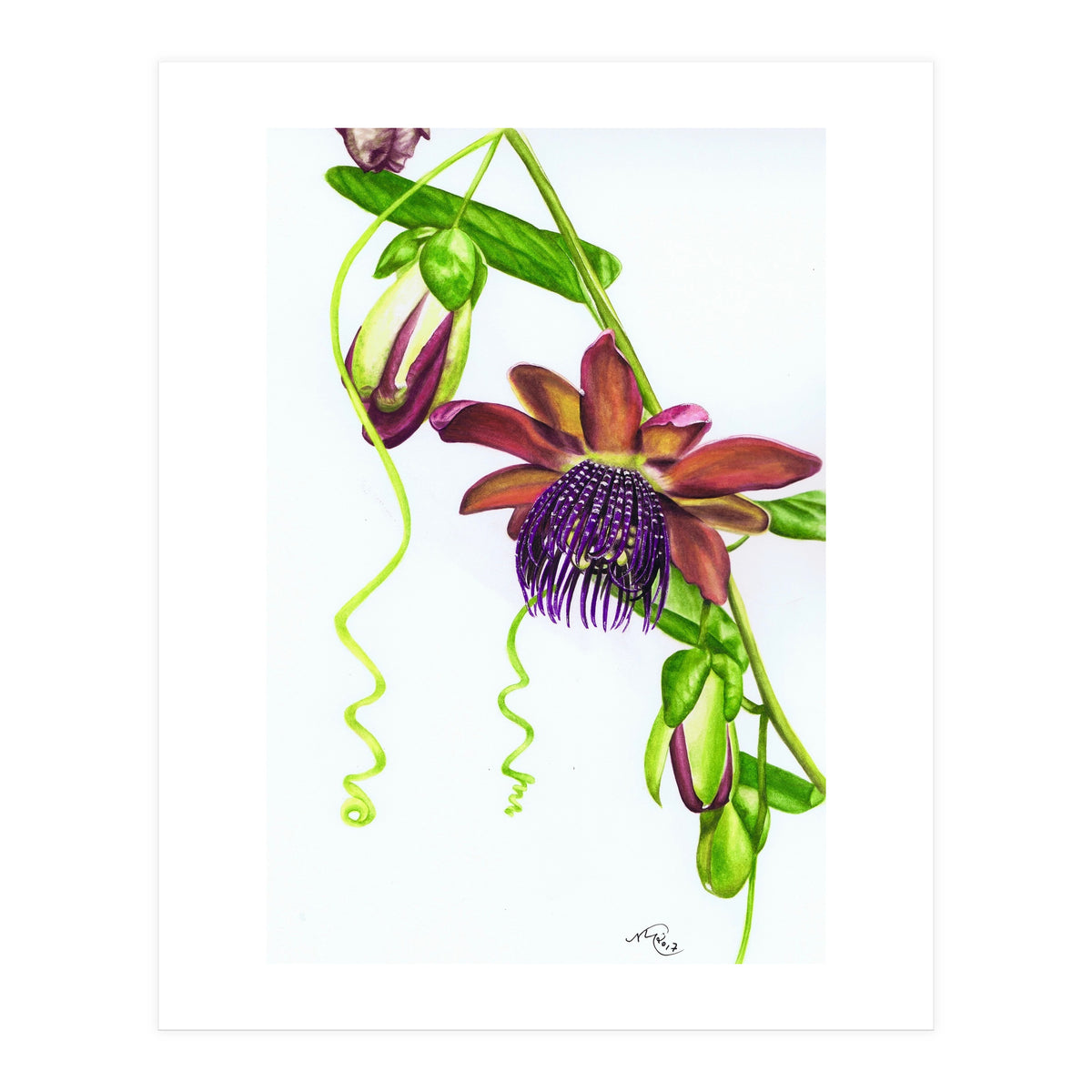 Giant Granadilla (Print Only)