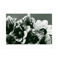 Anemone Flowers (Print Only)