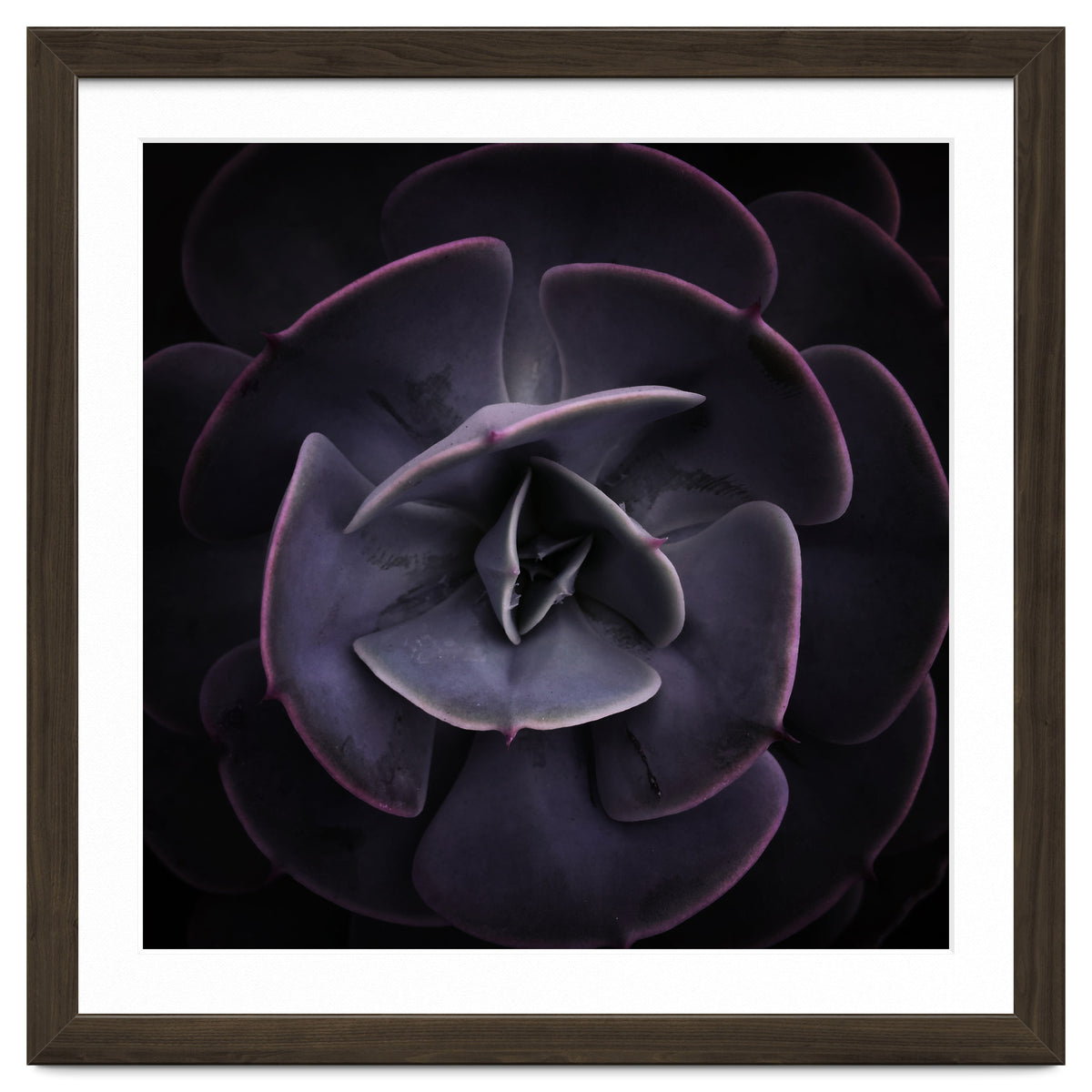 DARKSIDE OF SUCCULENTS VIII