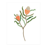 Banksia Flowers (Print Only) thumbnail