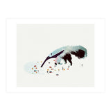 Anteater (Print Only) thumbnail