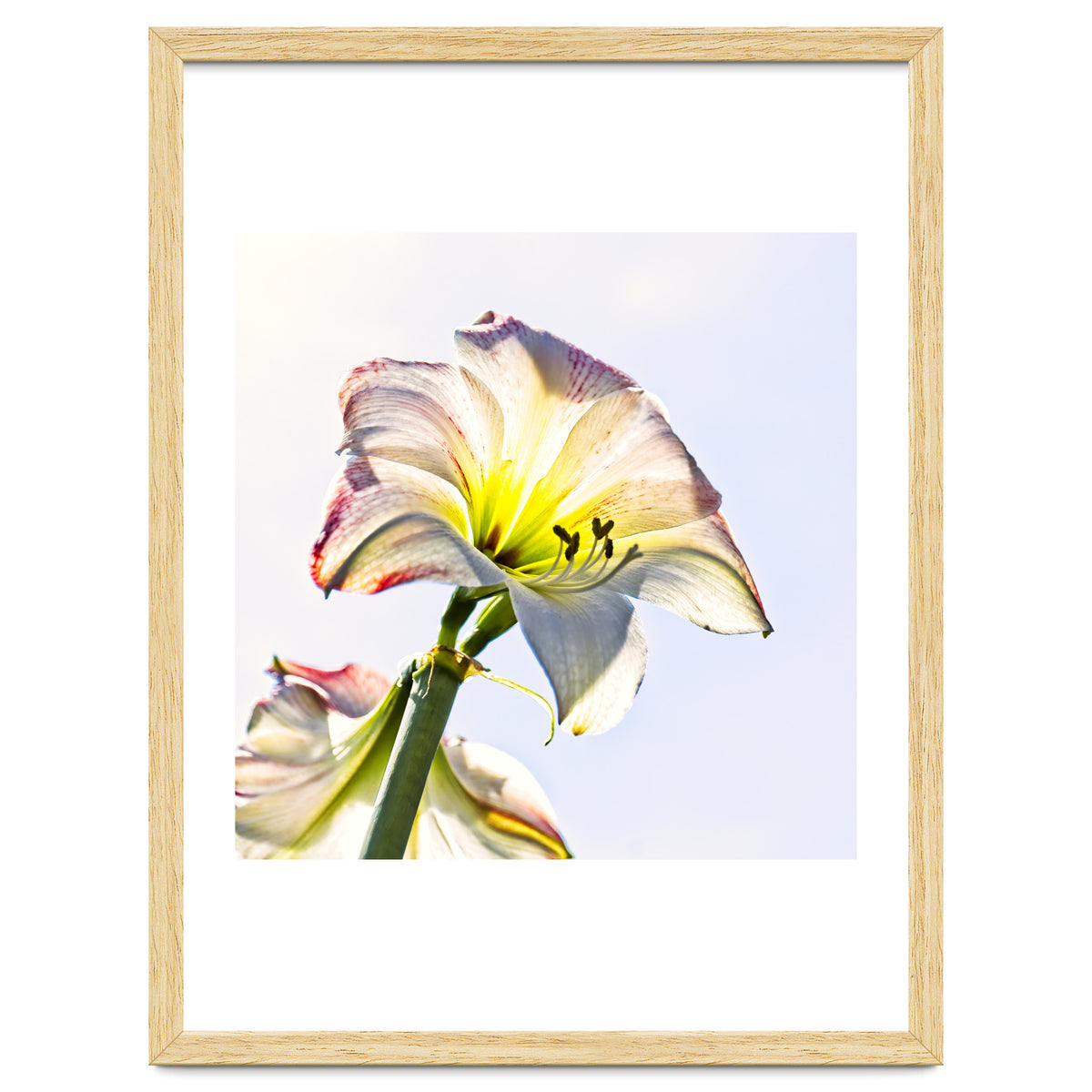 Amaryllis 2