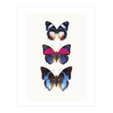 Cc Butterflies 03 (Print Only) thumbnail