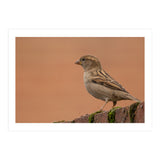 House Sparrow (Print Only) thumbnail
