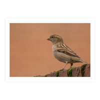 House Sparrow (Print Only)