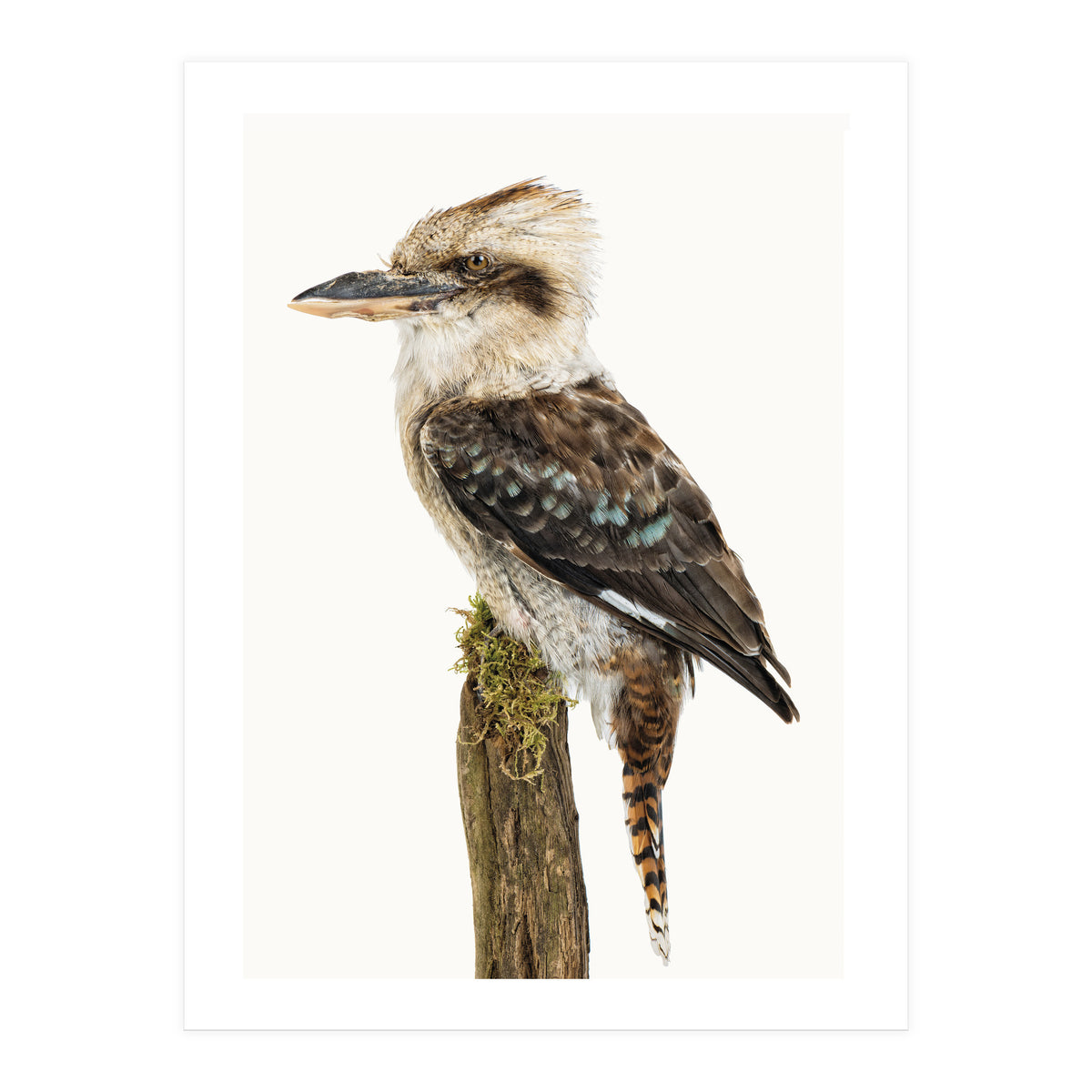 Cc Birds 08 (Print Only)