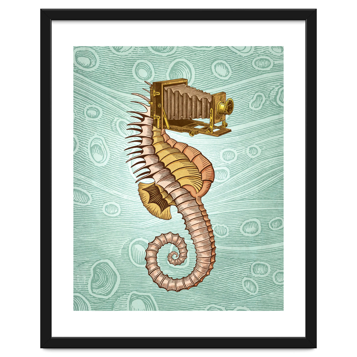 Hippocampus Camerarum