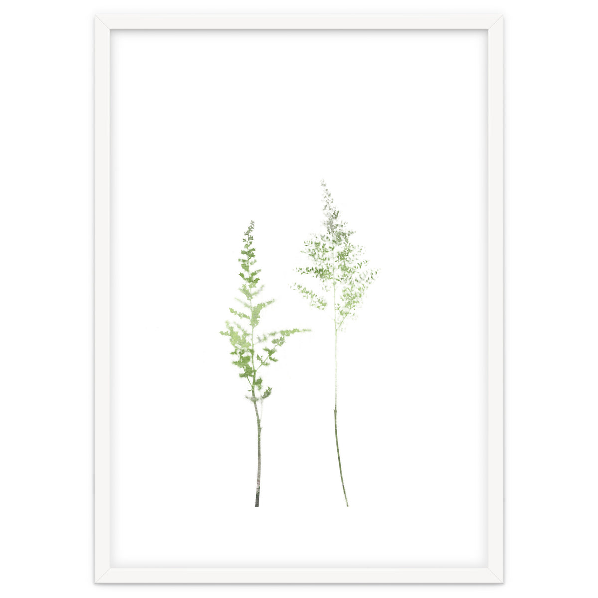 Olive Green Astilbe
