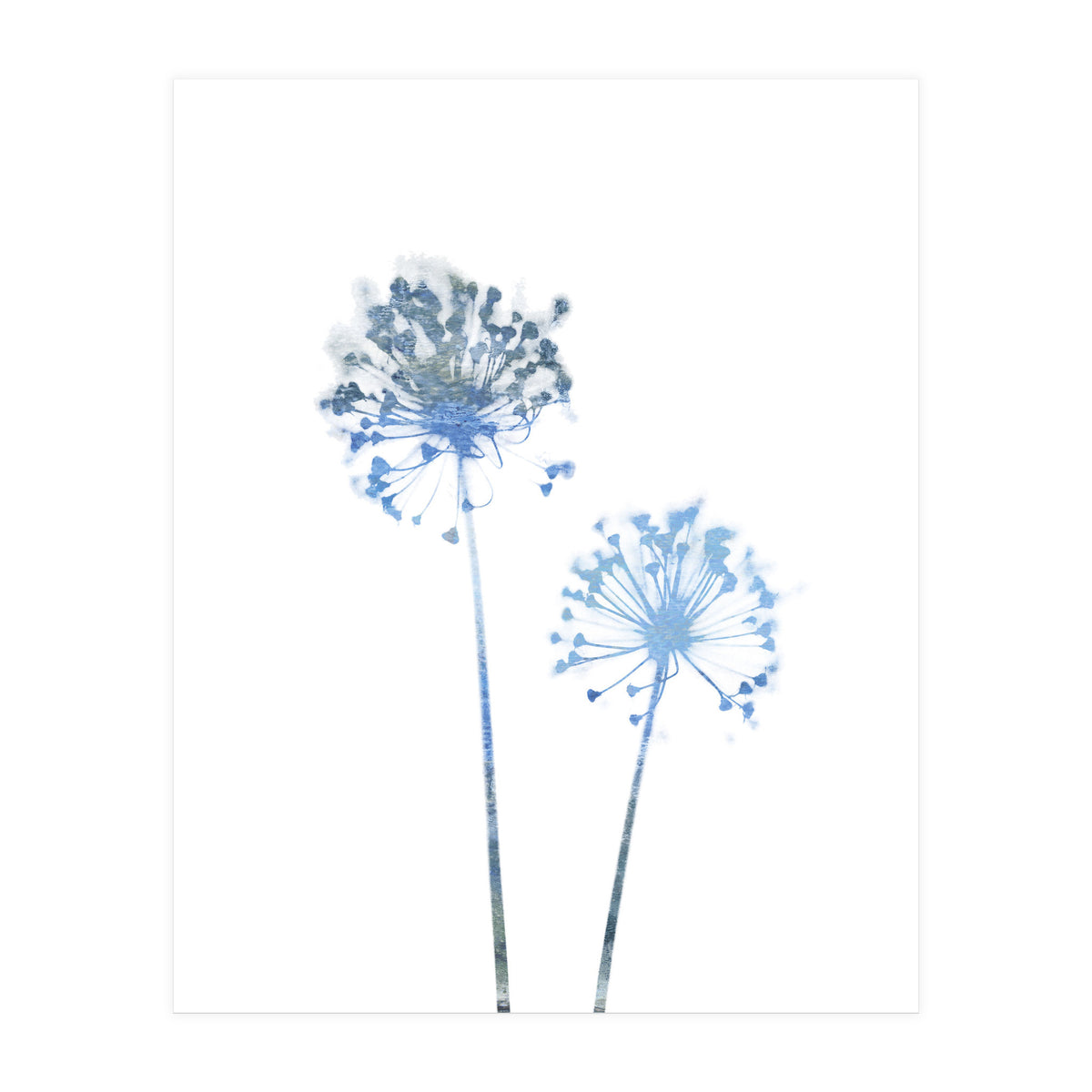 Blue Dandelion (Print Only)