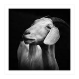 Billy Goat Adam (Print Only) thumbnail