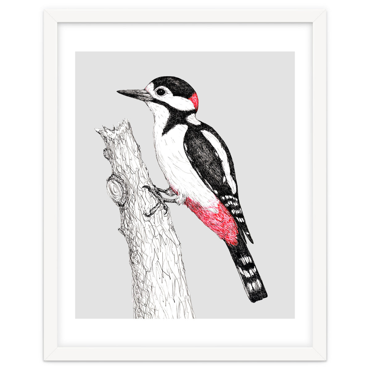 Great spotted woodpecker