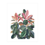 Rubber Plant (Print Only) thumbnail