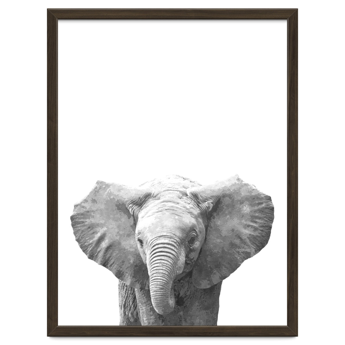 Black and White Baby Elephant