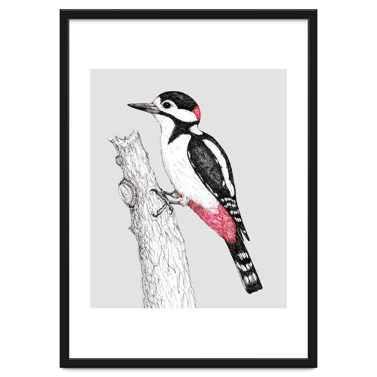 Great spotted woodpecker