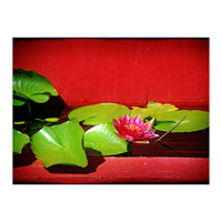 Pond lily (Print Only)