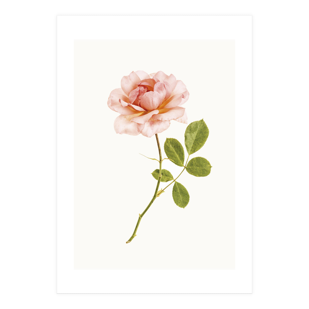 Cc Roses 01 (Print Only)