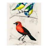 Different types of birds illustrated (Print Only) thumbnail