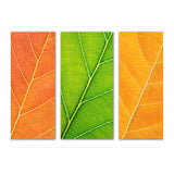 Autumn Leaves (Print Only) thumbnail