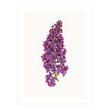 Cc Flower 07 (Print Only) thumbnail