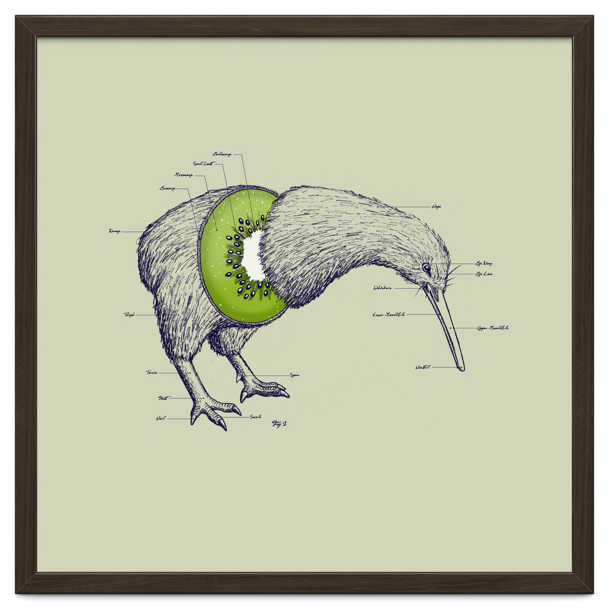 Kiwi Anatomy