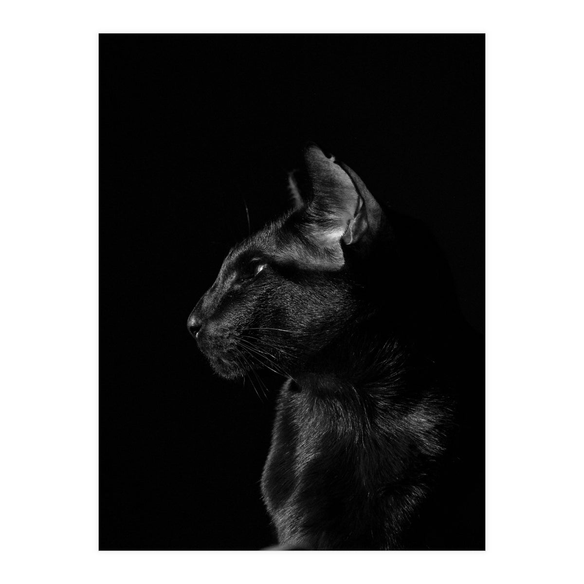 Black Cat (Print Only)