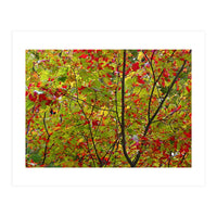 Indian Summer (Print Only)