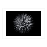 Backyard Flowers In Black And White 20 Flow Version (Print Only) thumbnail