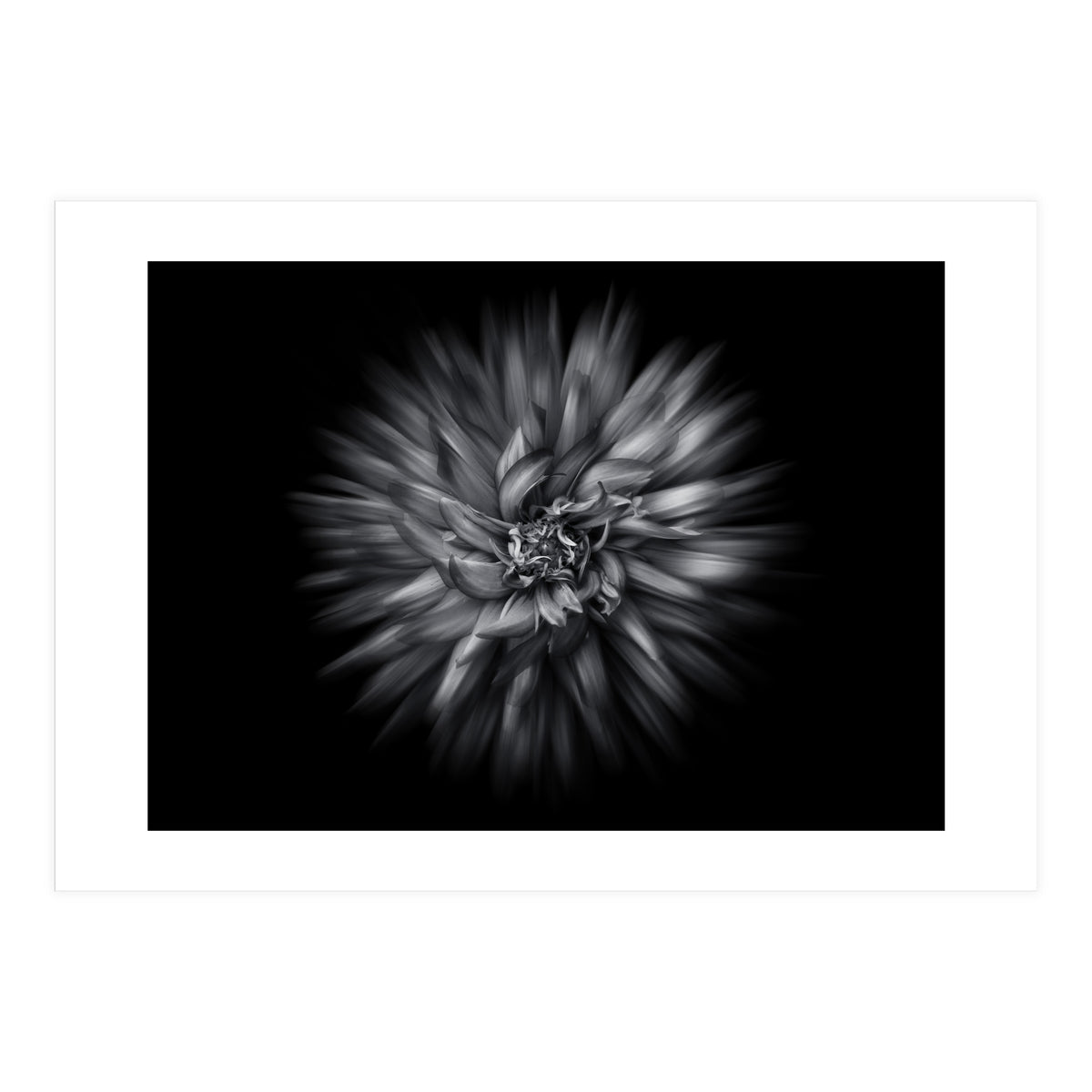 Backyard Flowers In Black And White 20 Flow Version (Print Only)