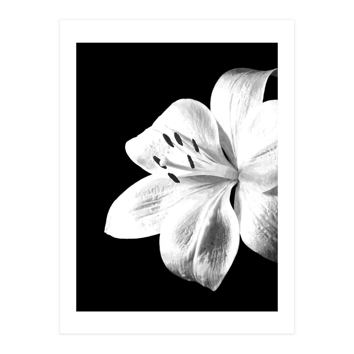 White Lily Black Background (Print Only)
