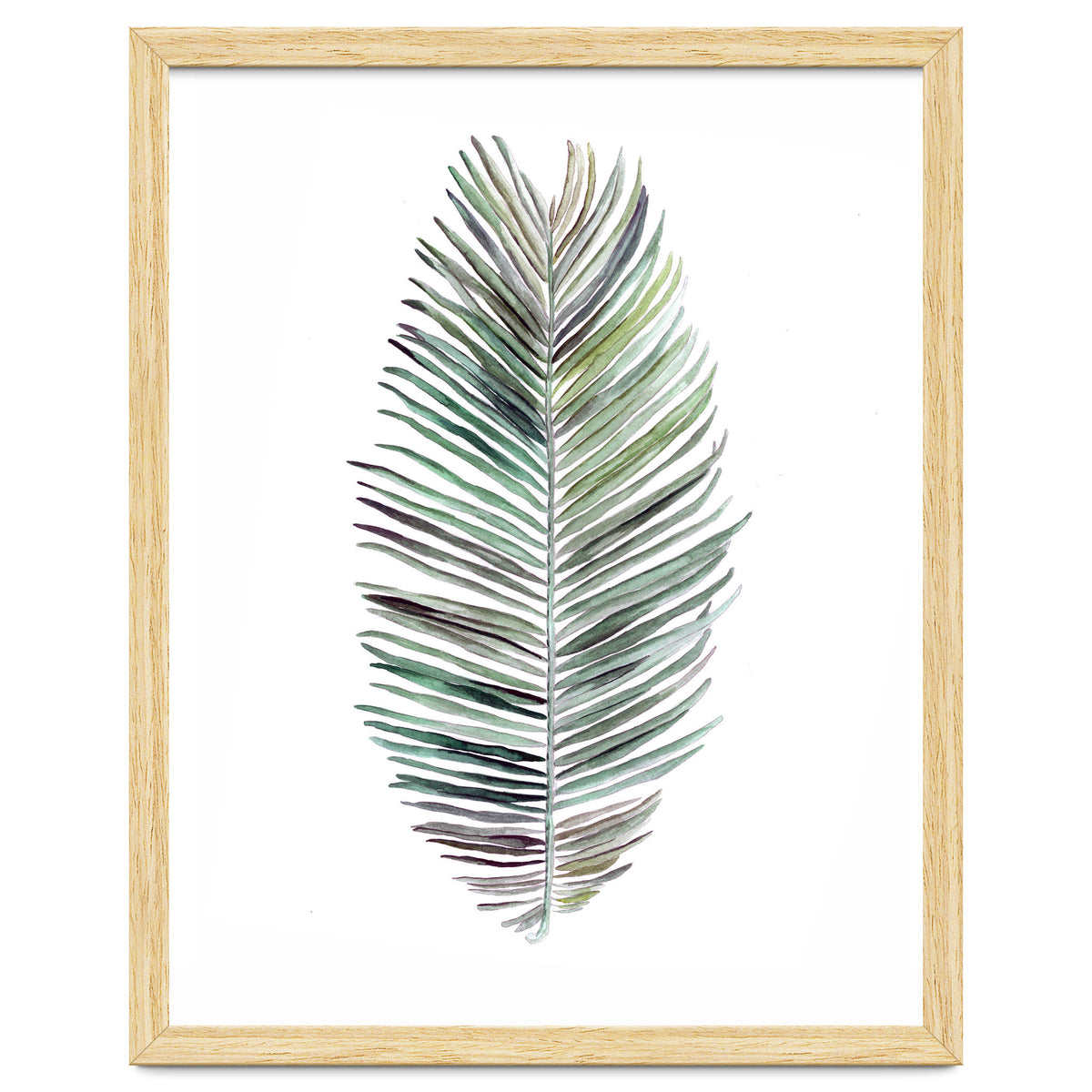 Botanical Illustration Cocos Palm