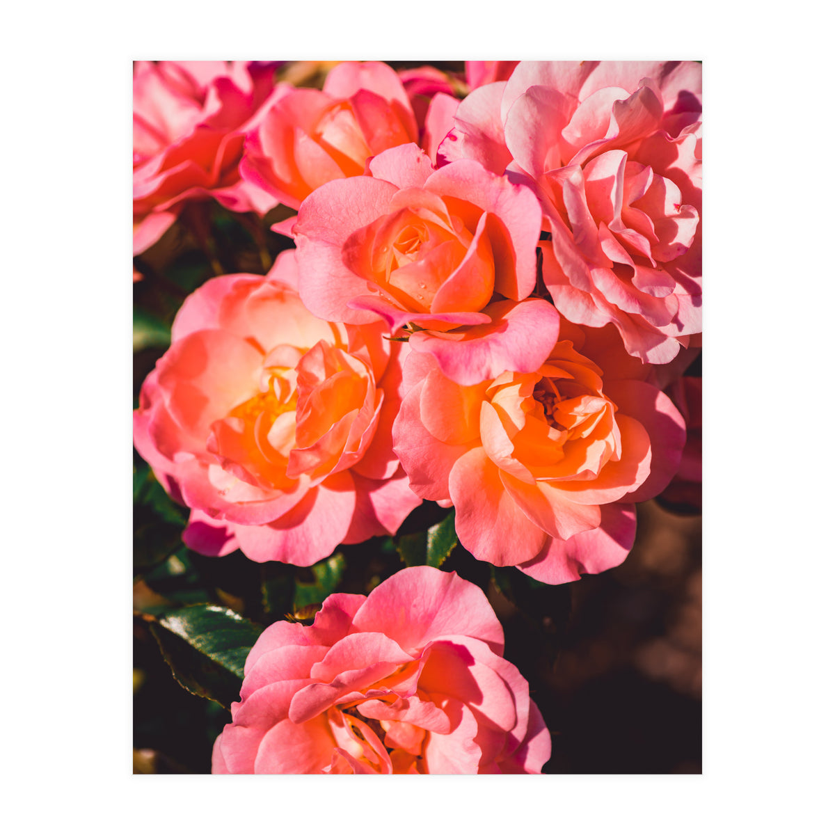 Rose  (Print Only)