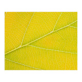 Autumn Leaf (Print Only) thumbnail