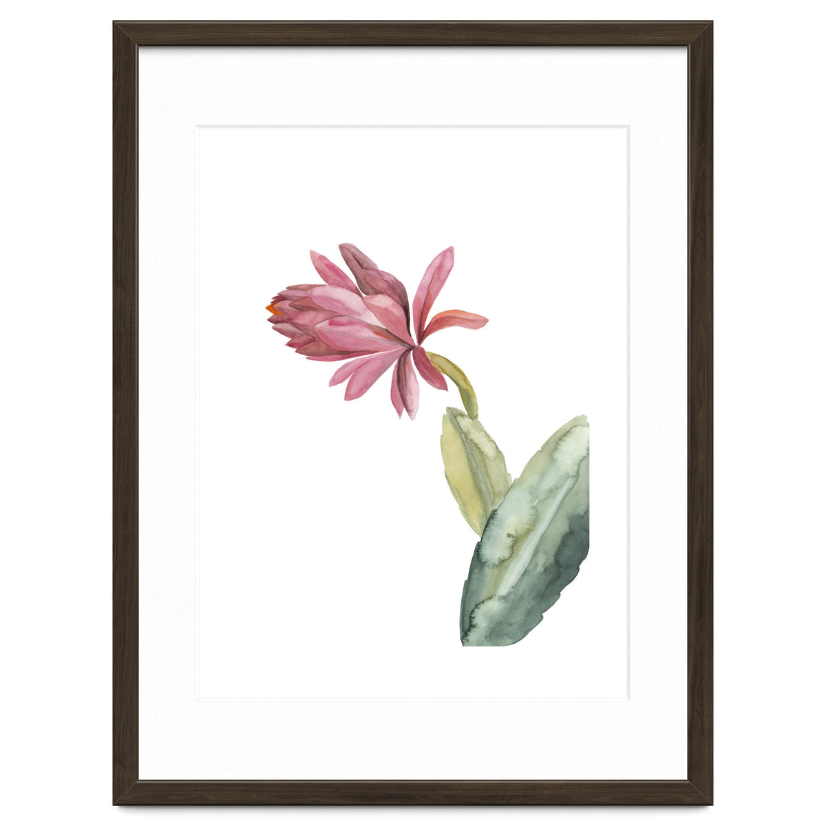 Botanical Illustration Pink Cactus Flower