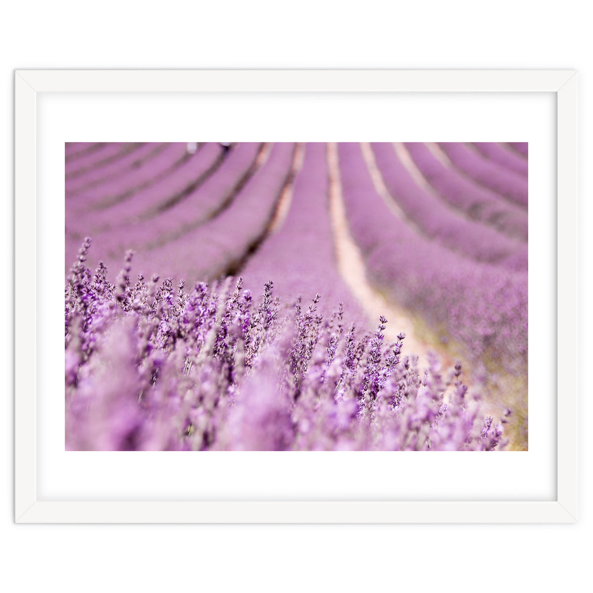 Lavender Happiness